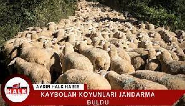 Jandarma kaybolan  koyunları dron ile buldu