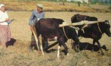 Kara sabanla tarım mesaisi başladı