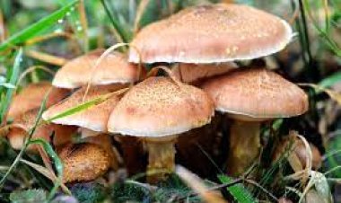 MANTAR ZEHİRLENMESİNE DİKKAT !..