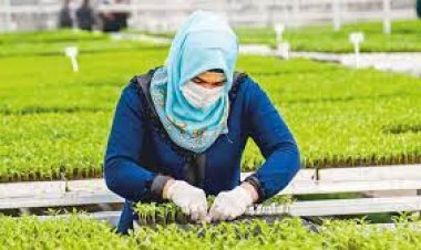 Konya’nın ilk ve tek sebze fidesi üretim  merkezinde satışlar başladı