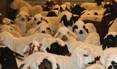 Şap virüsü alarmı!