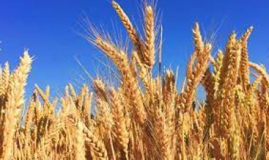 Buğday, arpa ve mısırda  gümrük vergisi yüzde 130 oldu