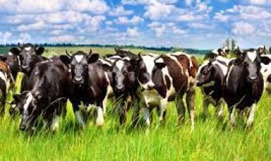 Büyükbaş varlığı ile Konya yine zirvede