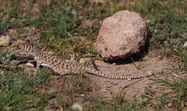 Harran kertenkelesinin popülasyonunu  artırmak için bilinçlendirme çalışması