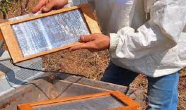 Uzmanlardan sivilce ve aknelere karşı  arı zehri ve propolis önerisi