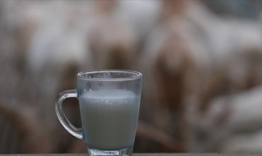 Türkiye'de 2022'de 21,6 milyon ton çiğ süt üretildi