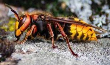 Katil arılar Türkiye'yi işgal etti.