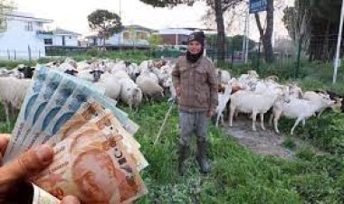 Konya'da 15 bin liraya çalışacak çoban bulunamıyor
