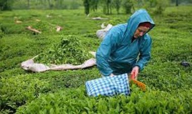 ÇAYKUR, 2023 yılı yaş çay sezonunu açtı