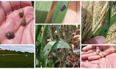 Süne  çalışmaları başladı