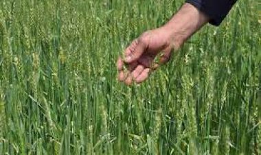 KURAKLIK TEHLİKESİ KALMADI