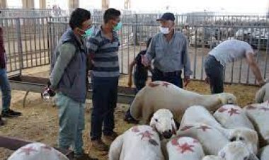 Kurbanlıklar pazara iniyor