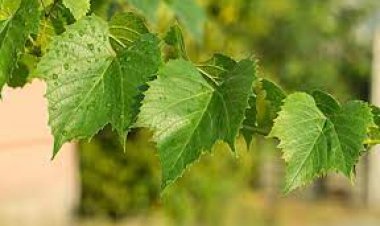 Üzümden önce yaprağı gelir kapısı oldu