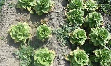 Marul tarlada kaldı