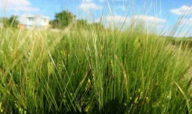 Konya Ovası'nda tarımsal kuraklık yerini yüksek rekolte beklentisine bıraktı