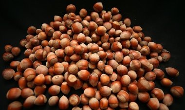 Türkiye'nin fındık ihracatının yüzde 37'si Trabzon'dan yapıldı