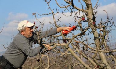 'Yalancı bahar' şaşkına çevirdi, elma ağaçları kışın meyve verdi