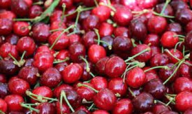 Mersin'de kiraz hasadı başladı