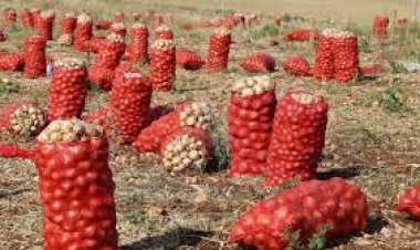 Soğan fiyatı tarlada 4 liraya geriledi