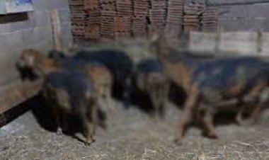 Yanan ahırdaki 8 büyükbaş hayvan telef oldu