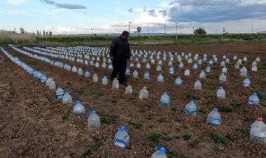 Mucit çiftçi tüm dünyayı şaşırttı; Onlarca pet şişeyi tarlasına ekti