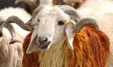 2023 Kurban Bayramı tatili kaç gün olacak?