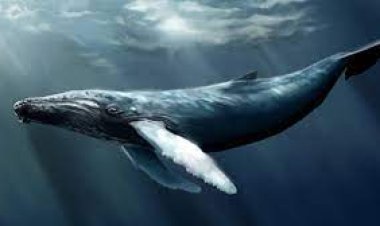 Dünyanın en büyük dinozor türü keşfedildi: Mavi balinayla aynı boyutta!