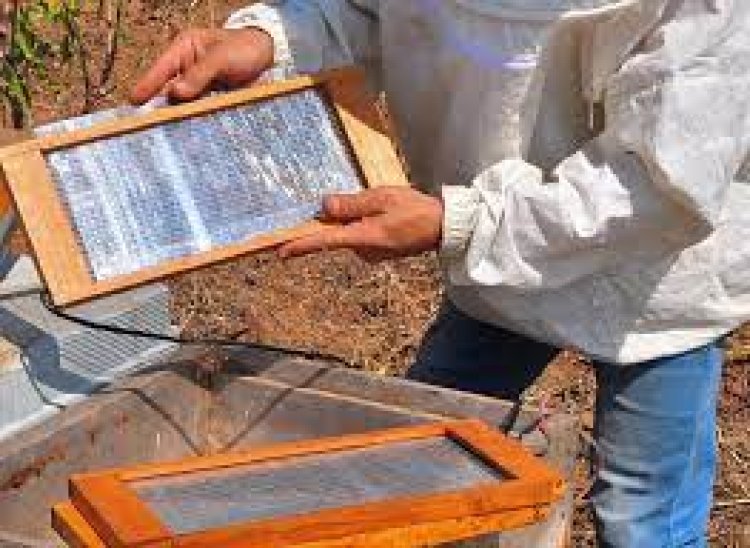 Uzmanlardan sivilce ve aknelere karşı arı zehri ve propolis önerisi