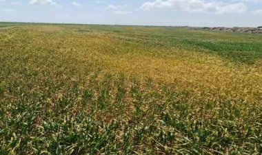 Kulu'da bitki gelişimi önceki yıllara göre geriledi