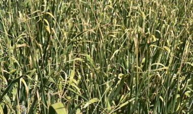 Konya ovasında büyük tehlike!