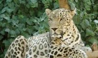 Anadolu leoparı yeniden görüntülendi