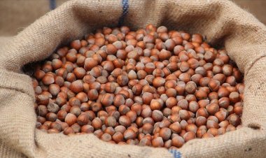 Türkiye fındık ihracatından 9 ayda 1,4 milyar doları aşkın gelir elde etti