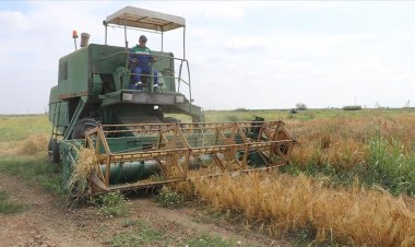 Doğu Akdeniz Tarımsal Araştırma Enstitüsü  yeni buğday ve arpa çeşitleri geliştirdi