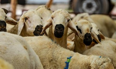 Erbaş açıkladı:Yurt içinde 5 bin 950 yurt dışında 2 bin 750 lira