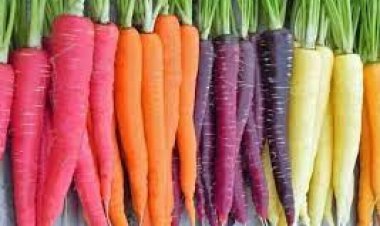 Konya Ovası'nda kademeli havuç ekimi sürüyor