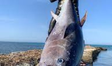 Çanakkale Boğazı açıklarında zıpkınla 100 kiloluk orkinos avladı