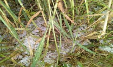 Ereğli'de dolu ekili alanları vurdu