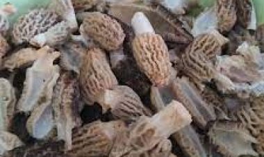 Mantar yiyen 13 kişi zehirlendi