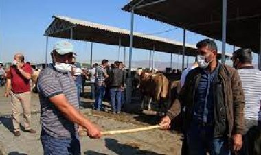 Kurban pazarında  sıkı pazarlıklar var