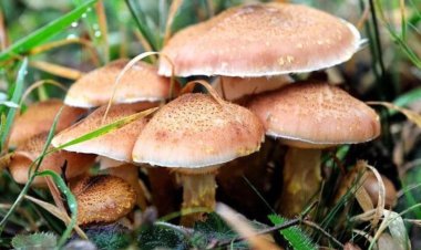 Mantar zehirlenmeleri artıyor!