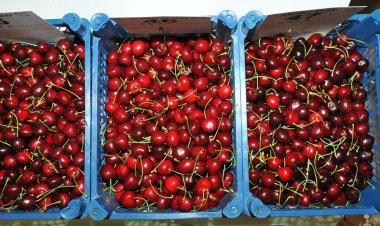 9. AKŞEHİR KİRAZI KÜLTÜR VE SANAT FESTİVALİ YAPILDI