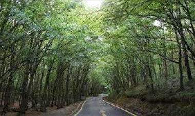 Orman alanlarına girişler  31 Ekim'e kadar yasaklandı