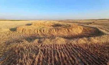 Hasat yapılacak ekili arazide  oluşan obruk korkuttu