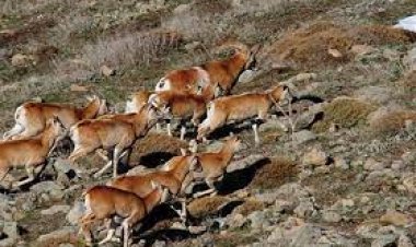 Koruma altındaki yaban  koyunlarının sayısı artıyor