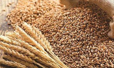 TMO'nun hububat satış fiyatları belirlendi