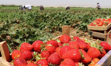 TOPRAKSIZ ÇİLEK YETİŞTİRİLİYOR