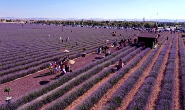 2. Karatay lavanta günleri başlıyor