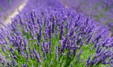 Konya basını lavanta ve gül bahçelerini gezdi