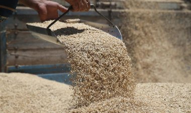 Çiftci ürettiğine pişmen ediliyor  TMO ALIMLARDA  KOTA UYGULUYOR