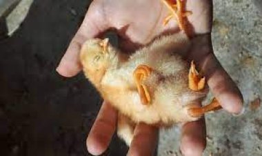 4 ayaklı civciv, görenleri şoke etti